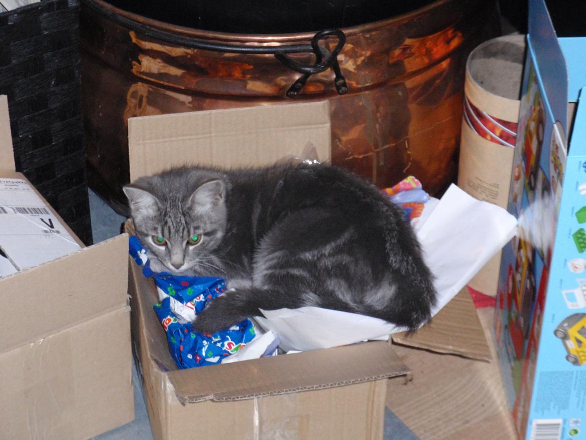 Huskat Minnie billede 9