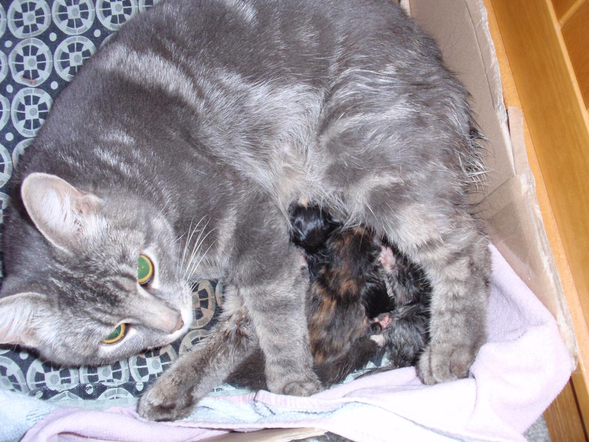 Huskat Minnie - Minnie har i dag den 16 april 2012 født 3 små killinger  billede 10