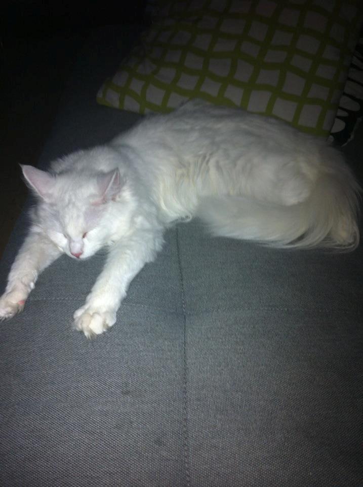 Maine Coon Divine´s Molly billede 7