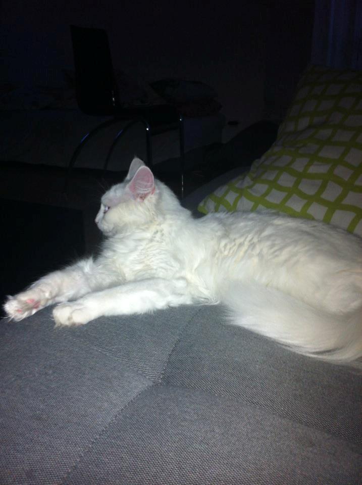 Maine Coon Divine´s Molly billede 8