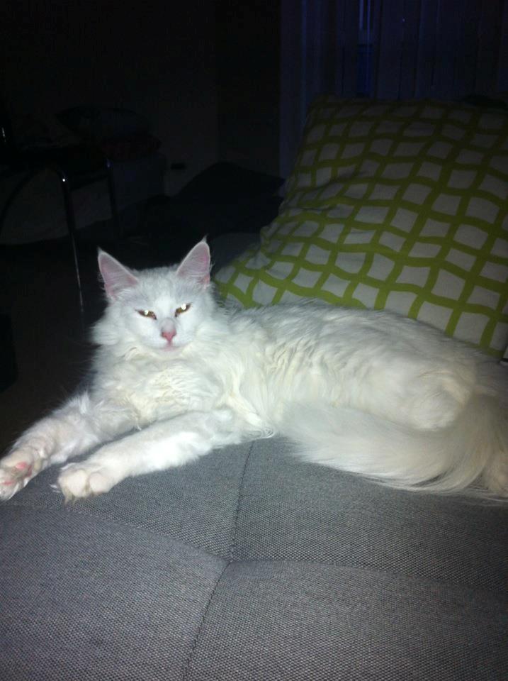Maine Coon Divine´s Molly billede 9