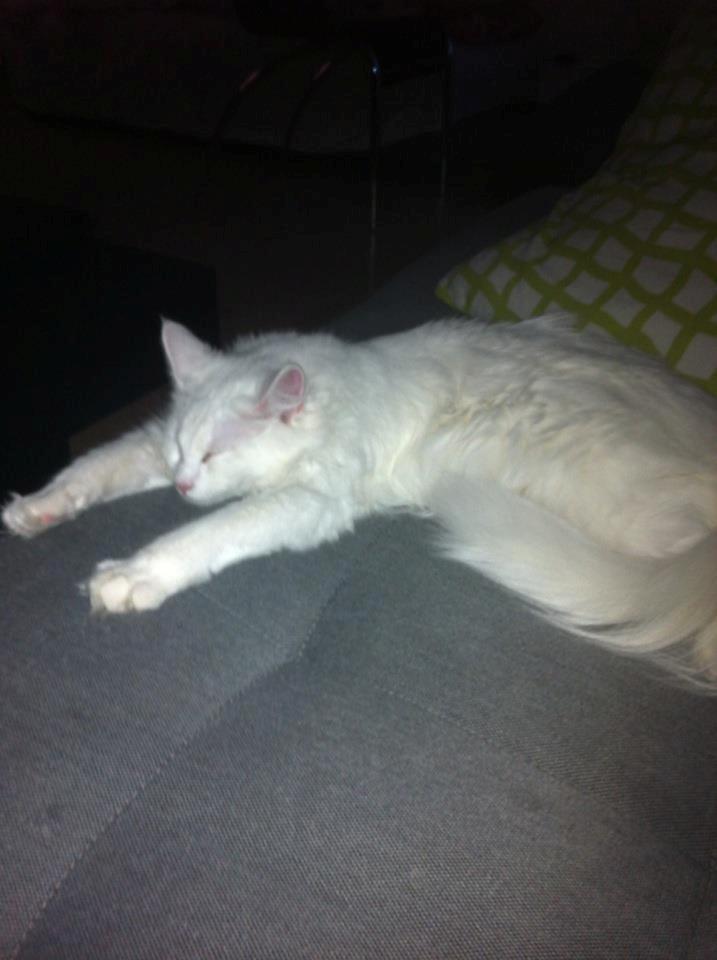 Maine Coon Divine´s Molly billede 10