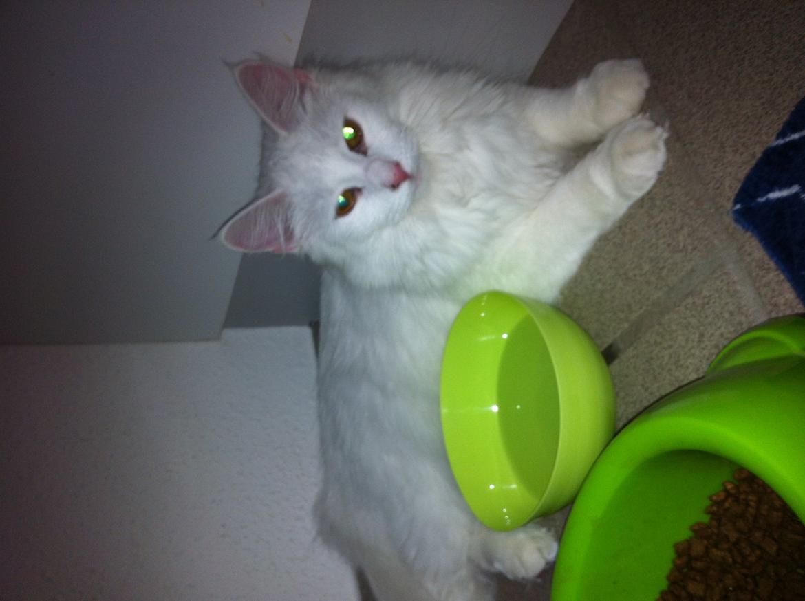 Maine Coon Divine´s Molly billede 11