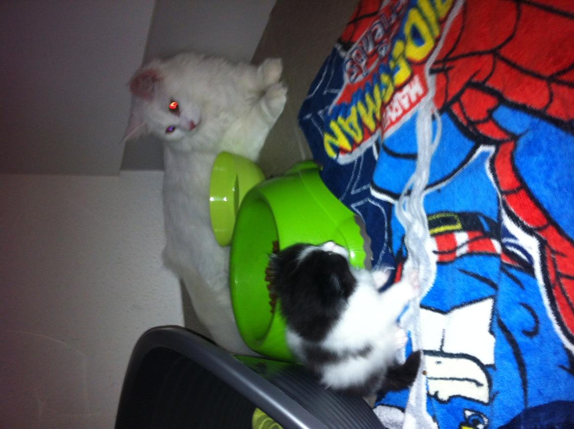 Maine Coon Divine´s Molly billede 12