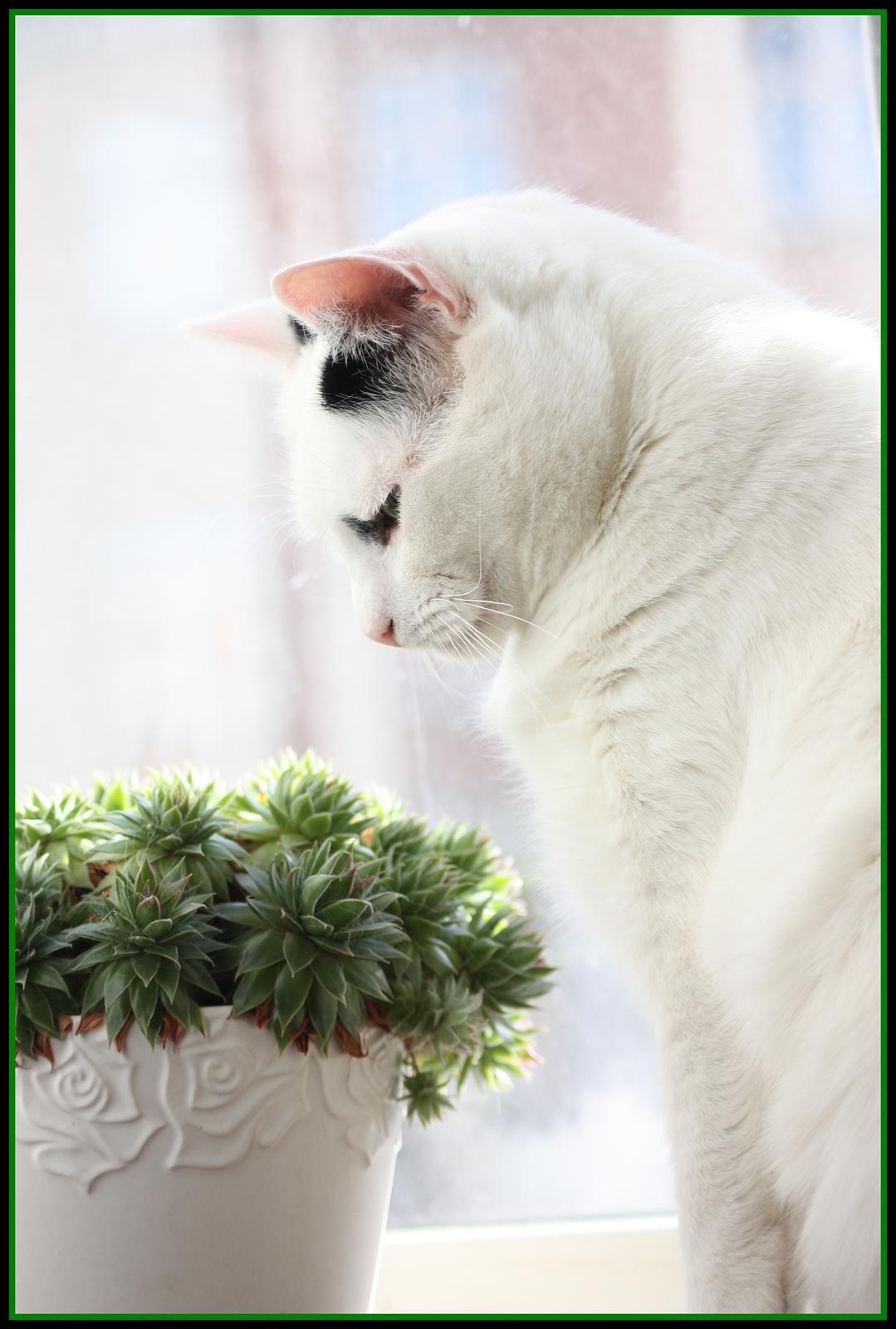 Huskat Kaninskind *20.07 2004* - Kaninen nyder forårssolen, april 2012 billede 1