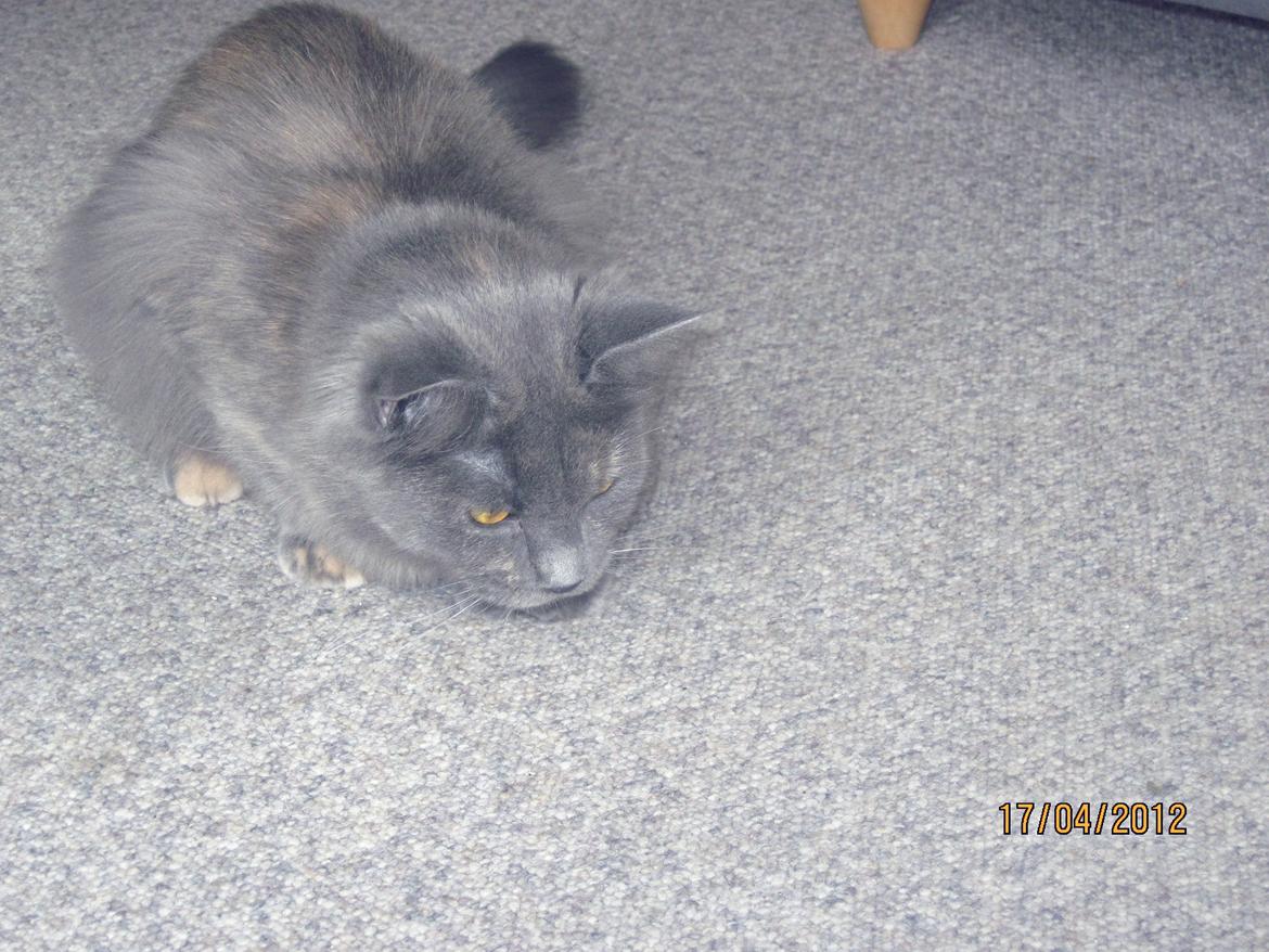 Maine Coon Coco Skye billede 4