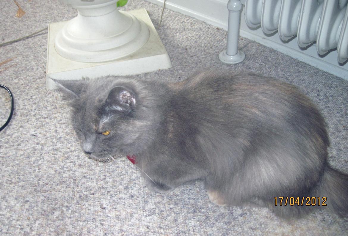 Maine Coon Coco Skye billede 5