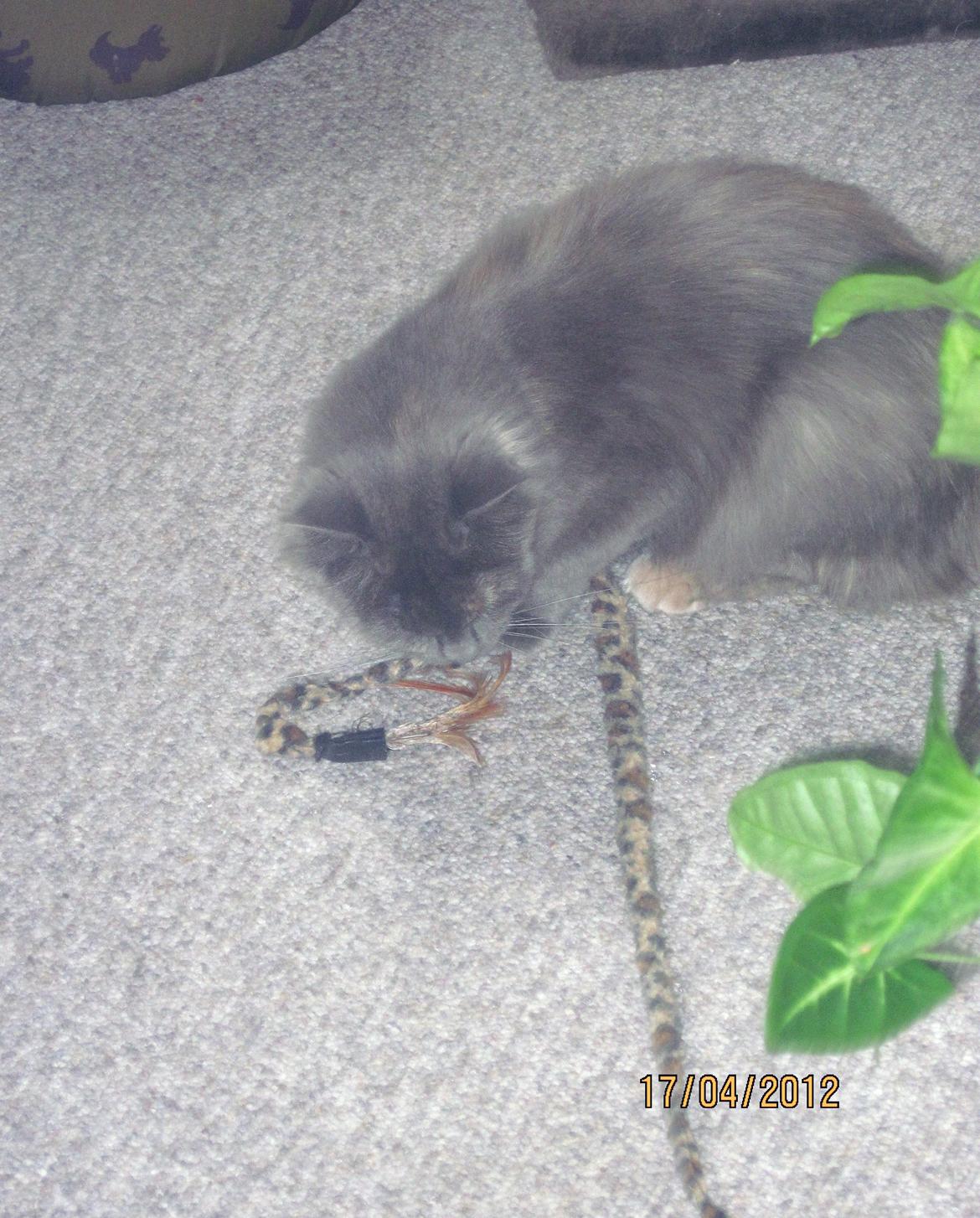 Maine Coon Coco Skye billede 6