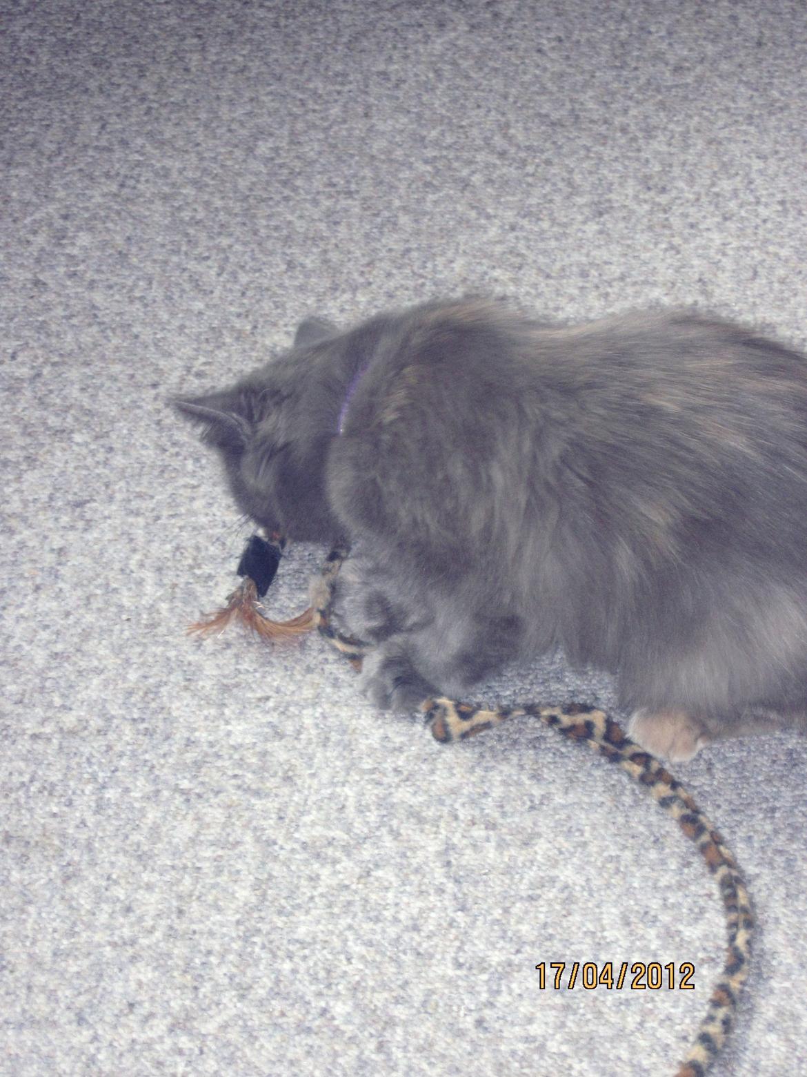 Maine Coon Coco Skye billede 7