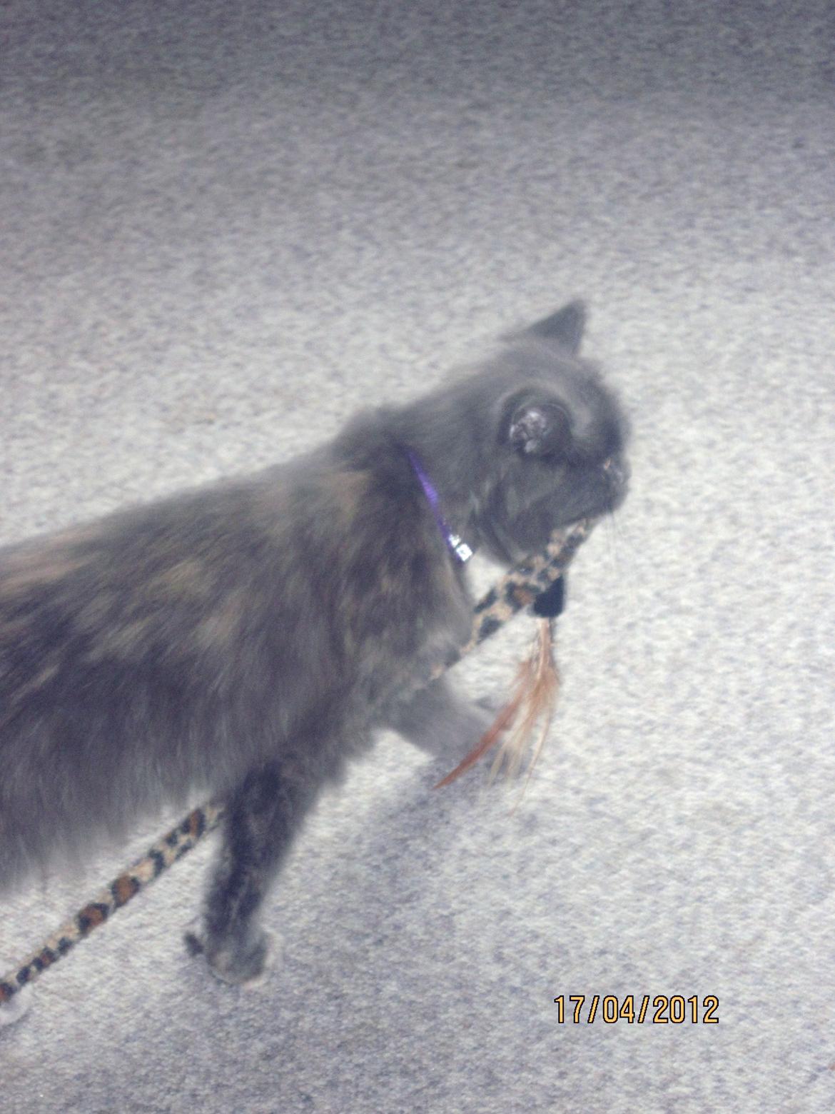 Maine Coon Coco Skye billede 8