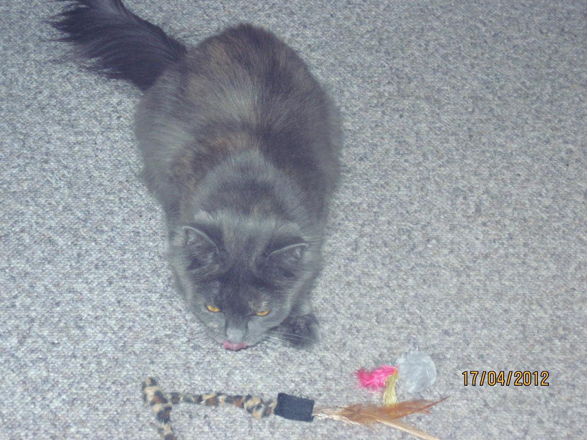 Maine Coon Coco Skye billede 9