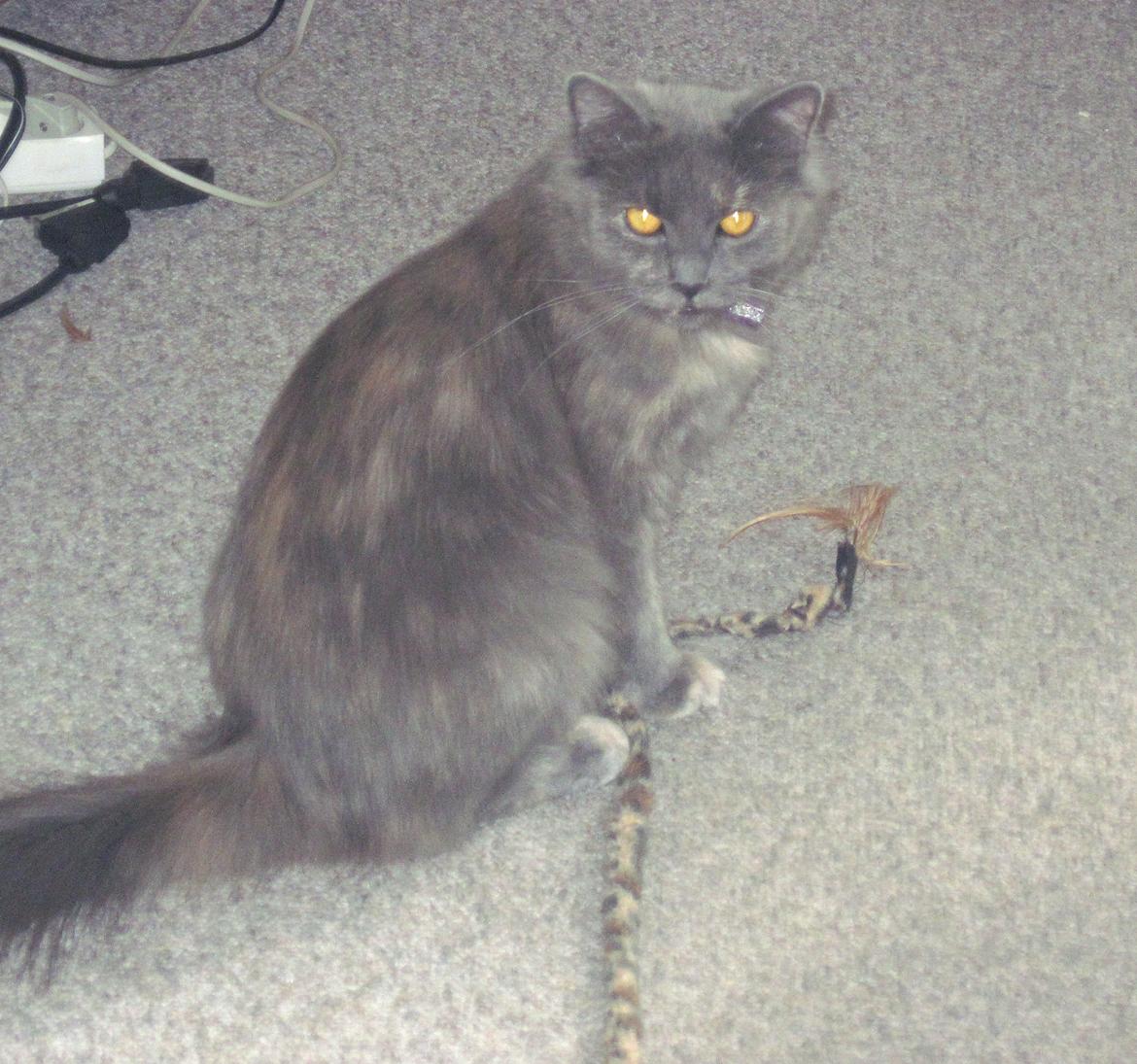 Maine Coon Coco Skye billede 10