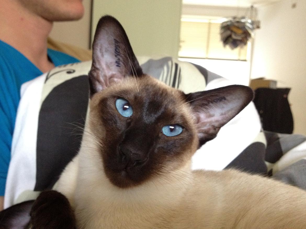 Siameser Tyttebøvs "Tytte" - Man er blevet en fin lille dame nu.. billede 1