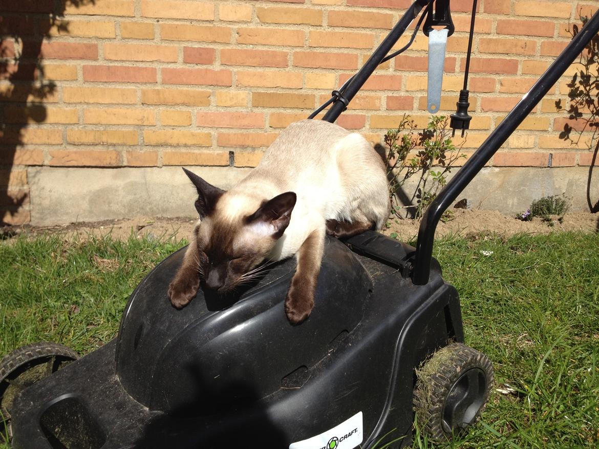 Siameser Tyttebøvs "Tytte" - Beklager græsslåmaskinen er optaget lige nu!! billede 6