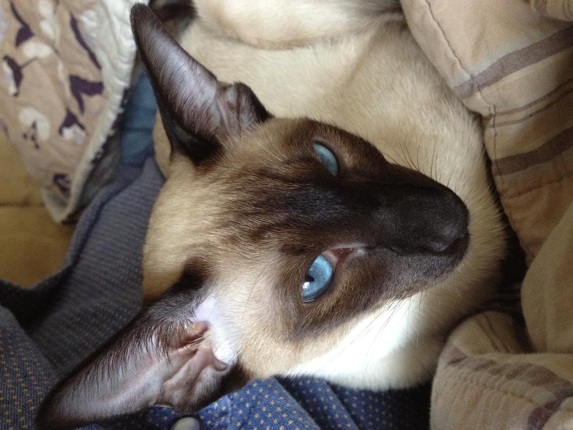 Siameser Tyttebøvs "Tytte" - Jeg ved det.... jeg er lækker!! billede 11