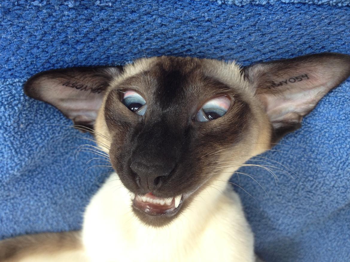 Siameser Tyttebøvs "Tytte" - Godt bedøvet hos dyrlægen... billede 10