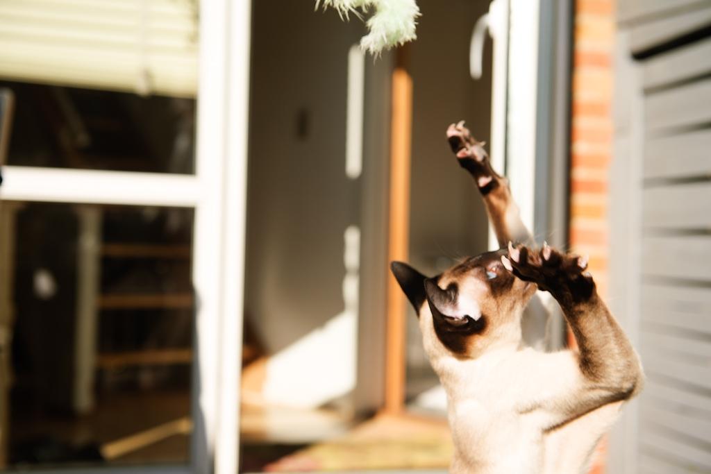 Siameser Tyttebøvs "Tytte" billede 8