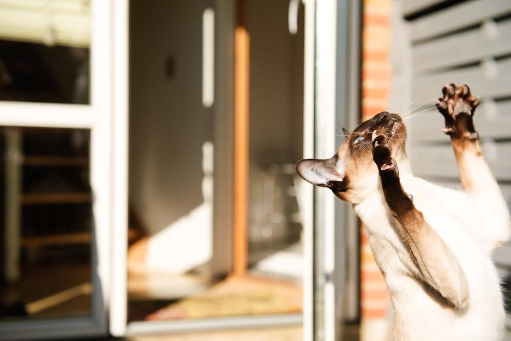 Siameser Tyttebøvs "Tytte" billede 9