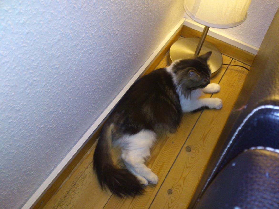 Blanding af racer Rambo billede 1