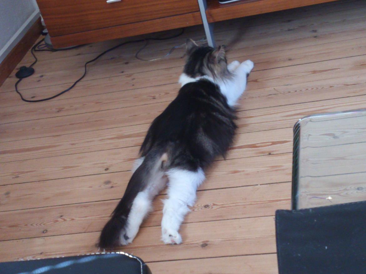 Blanding af racer Rambo billede 2