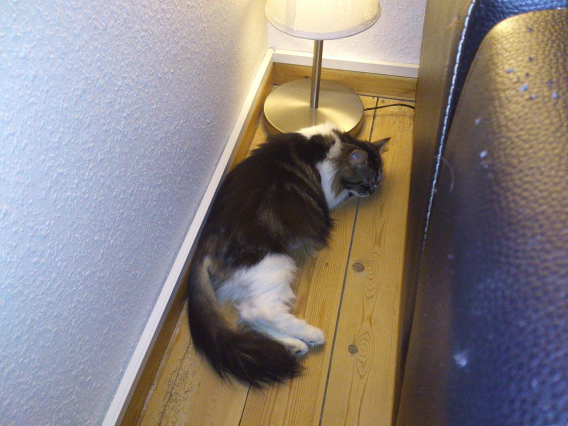 Blanding af racer Rambo billede 3