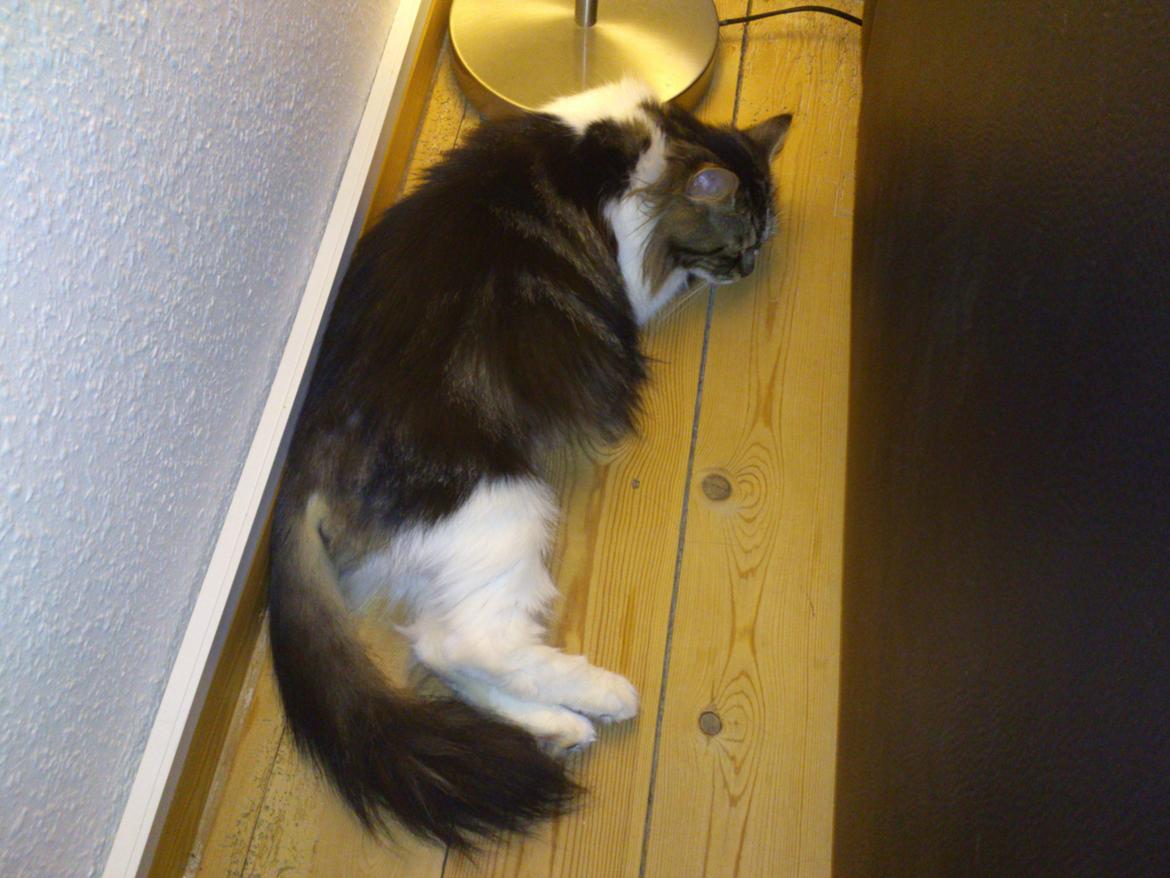 Blanding af racer Rambo billede 4