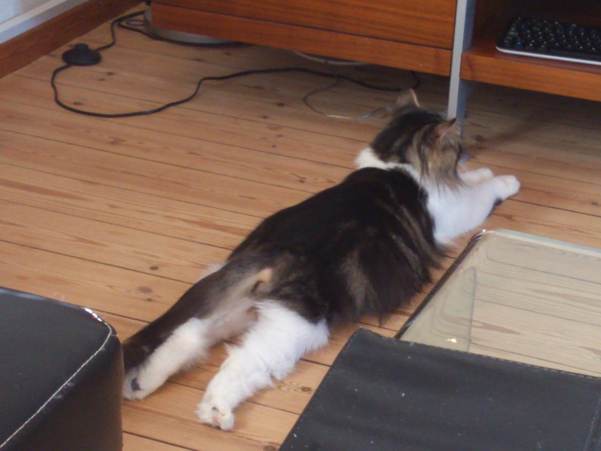 Blanding af racer Rambo billede 5