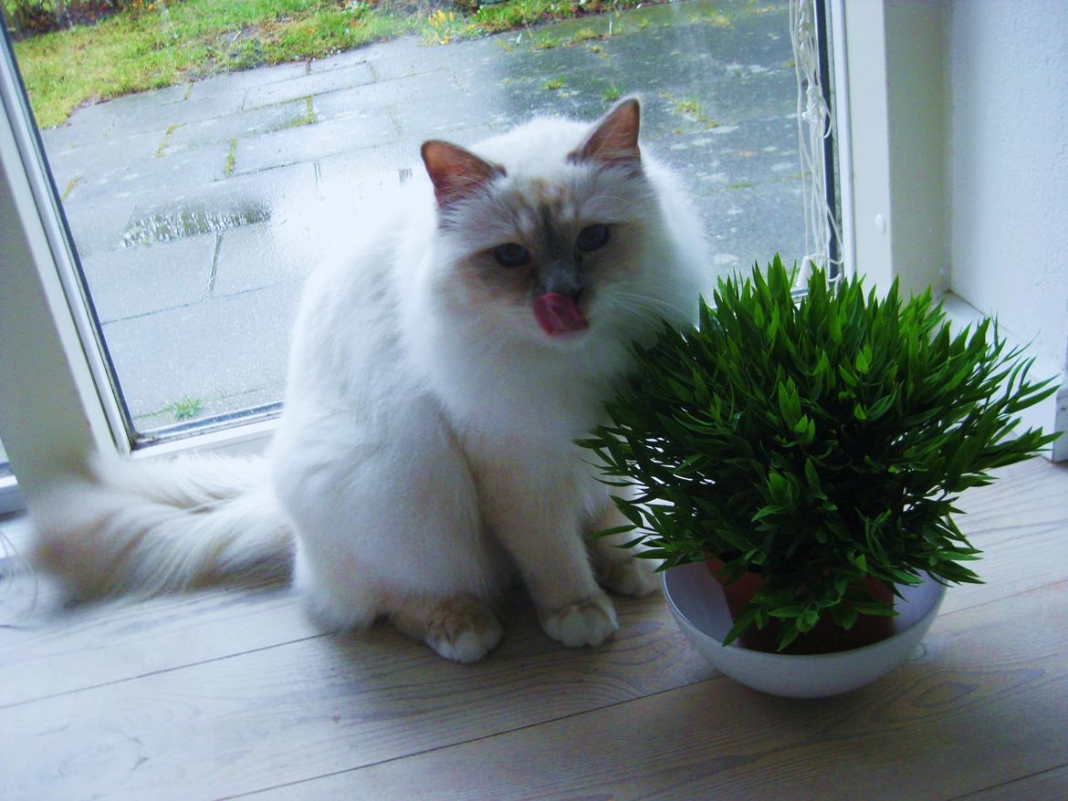 Hellig Birma Chicabee Tenzii billede 19