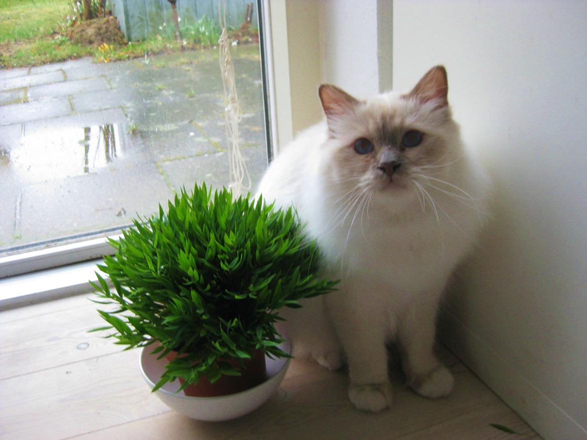 Hellig Birma Chicabee Tenzii billede 20