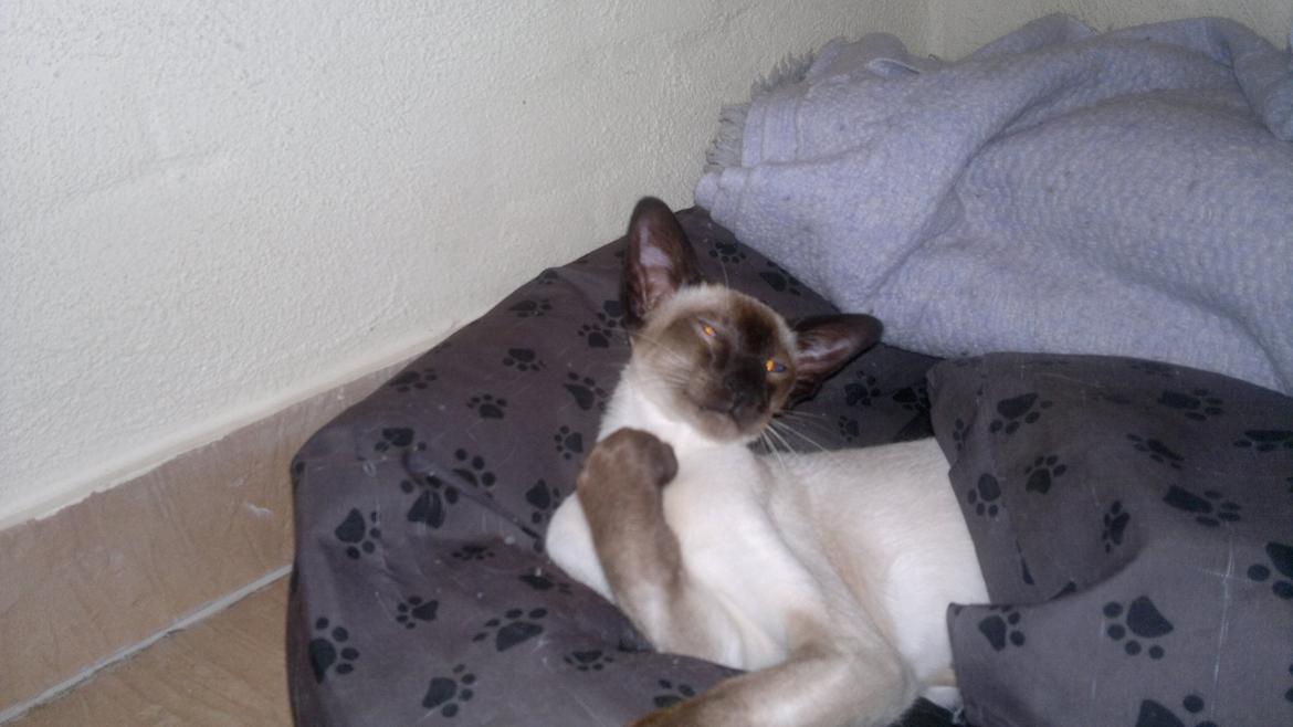 Siameser Skulds Bilay <3 - Jeg er stor og stærk :-D billede 1