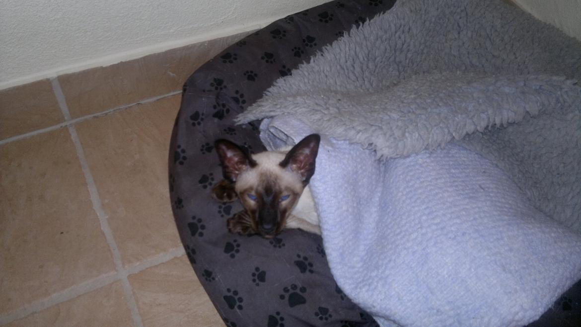 Siameser Skulds Bilay <3 - Her er dejlig varmt. billede 2