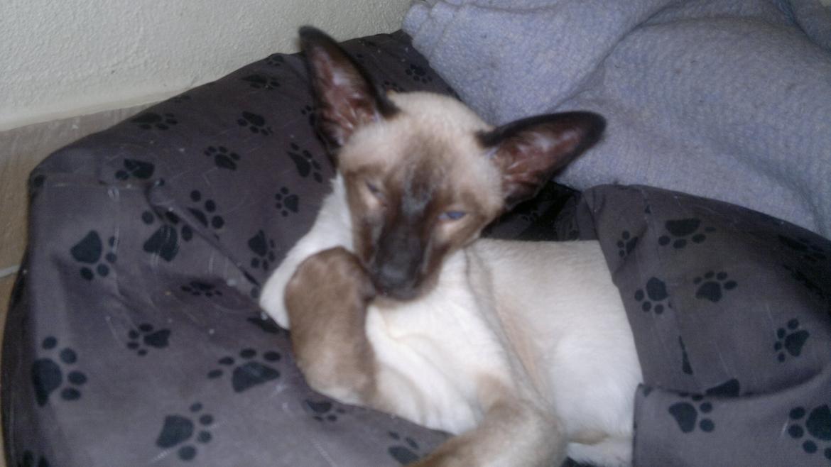 Siameser Skulds Bilay <3 - Slikker lige poten ren. billede 3