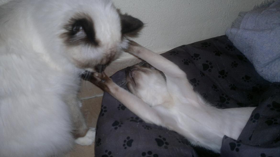 Siameser Skulds Bilay <3 - haha du skal dø billede 4