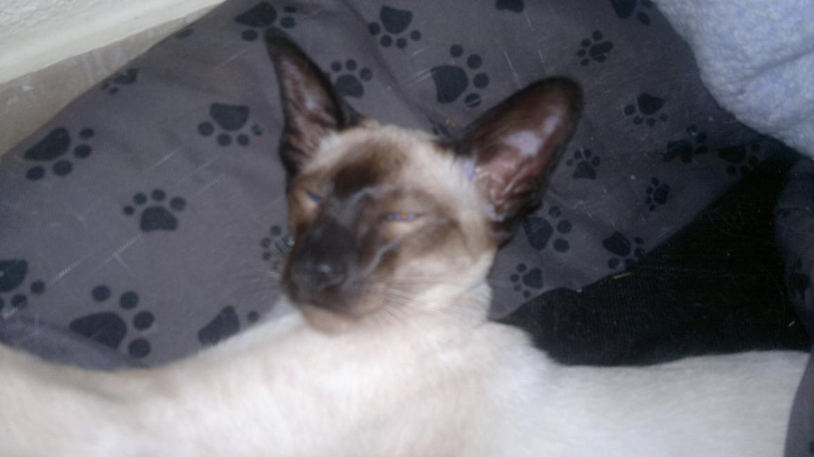 Siameser Skulds Bilay <3 - Hvor er jeg dog lækker!!! billede 5