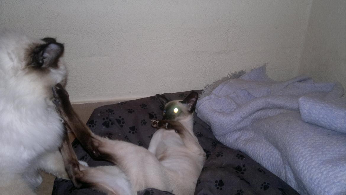 Siameser Skulds Bilay <3 - Jeg er så farlig!!! billede 6