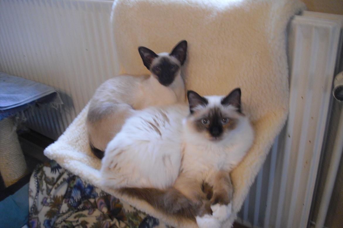 Siameser Skulds Bilay <3 - Kattene ligger og feder sig. billede 7