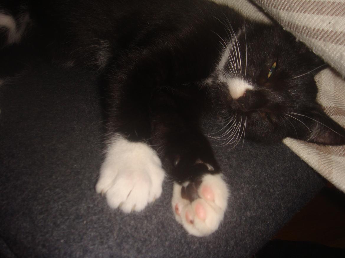 Blanding af racer Neo billede 2