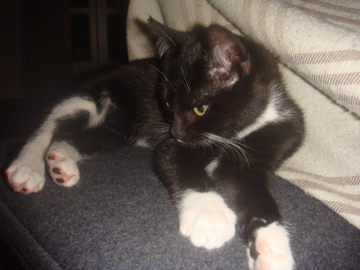 Blanding af racer Neo billede 3