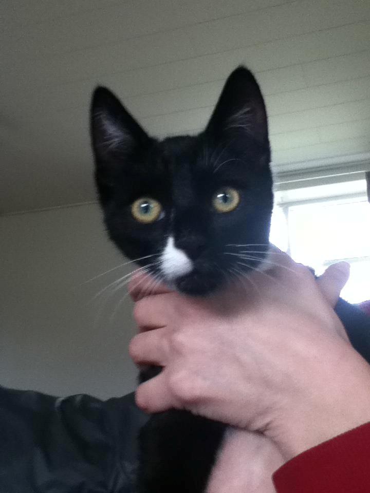 Blanding af racer Neo billede 4