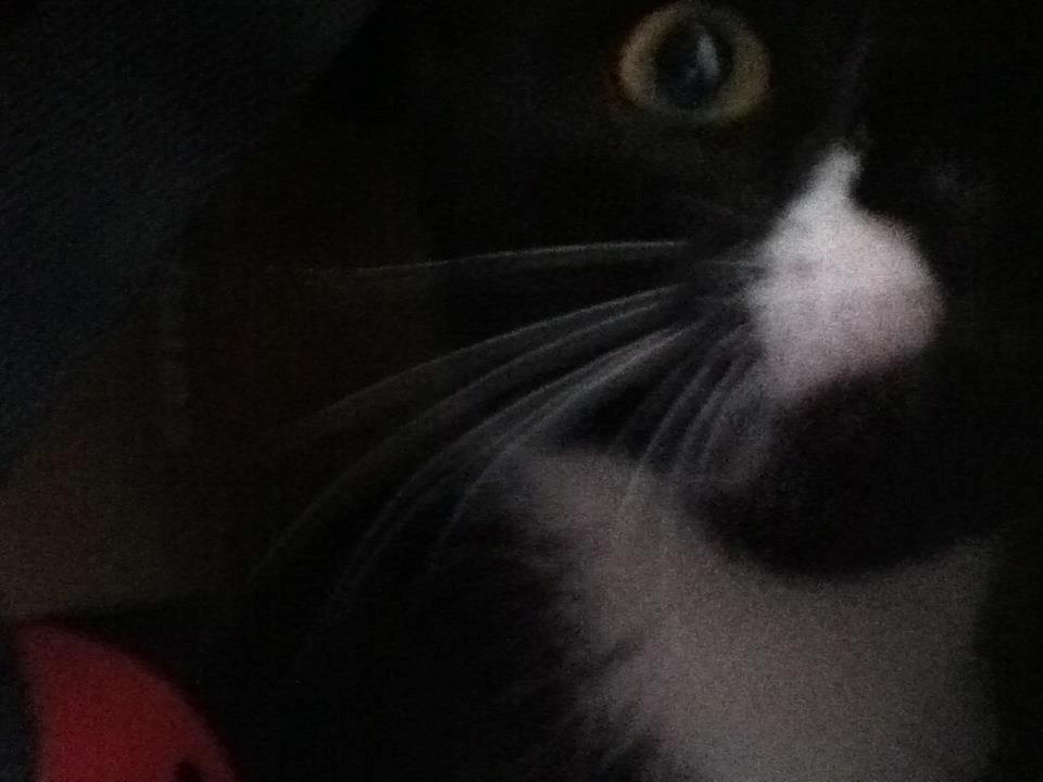 Blanding af racer Neo billede 5