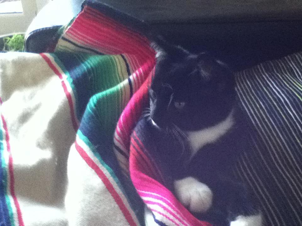 Blanding af racer Neo billede 6