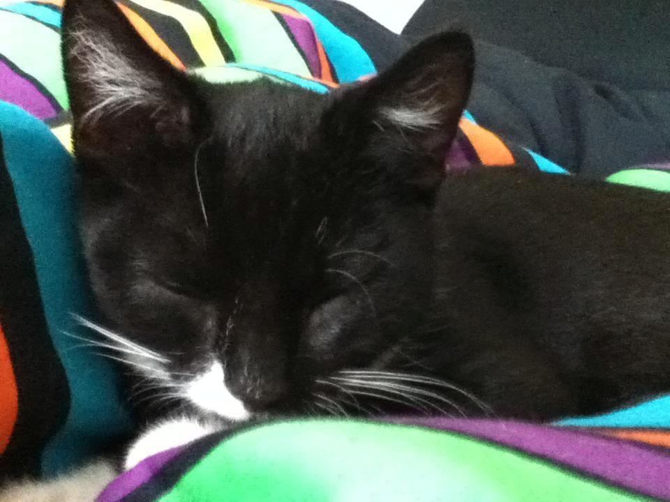 Blanding af racer Neo billede 7