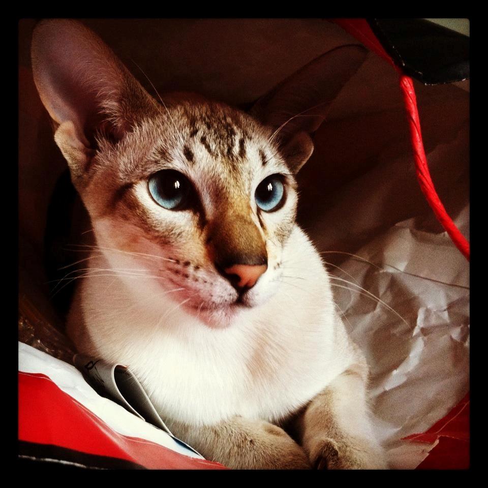 Siameser Vito Cornelius billede 1