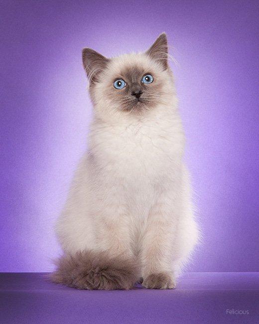 Ragdoll DK Big-Bang BigChrunch Yulla - Billede taget af Felicious Studios ved udstilling i Fredericia d. 31. marts. Hun er på billedet lige knap 4 måneder. billede 3