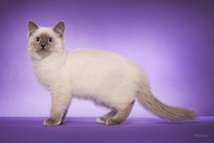 Ragdoll DK Big-Bang BigChrunch Yulla - Billede taget af Felicious Studios ved udstilling i Fredericia d. 31. marts. Hun er på billedet lige knap 4 måneder. billede 4