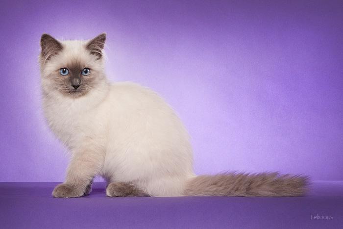 Ragdoll DK Big-Bang BigChrunch Yulla - Billede taget af Felicious Studios ved udstilling i Fredericia d. 31. marts. Hun er på billedet lige knap 4 måneder. billede 5