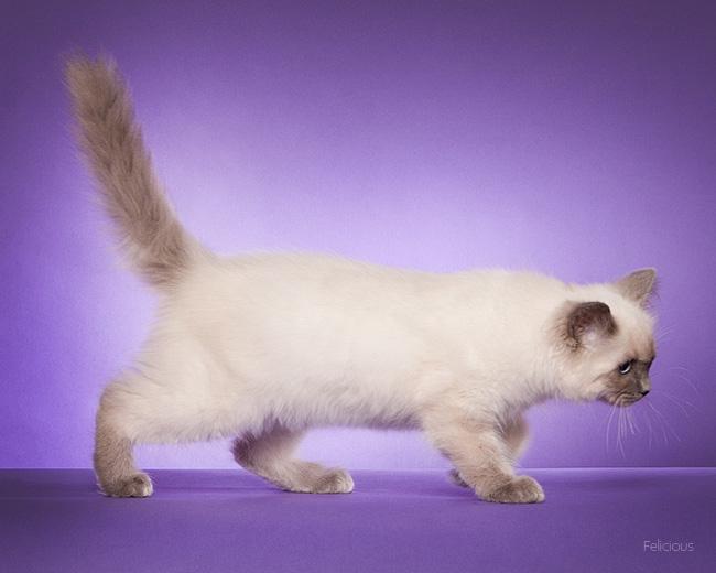 Ragdoll DK Big-Bang BigChrunch Yulla - Billede taget af Felicious Studios ved udstilling i Fredericia d. 31. marts. Hun er på billedet lige knap 4 måneder. billede 6