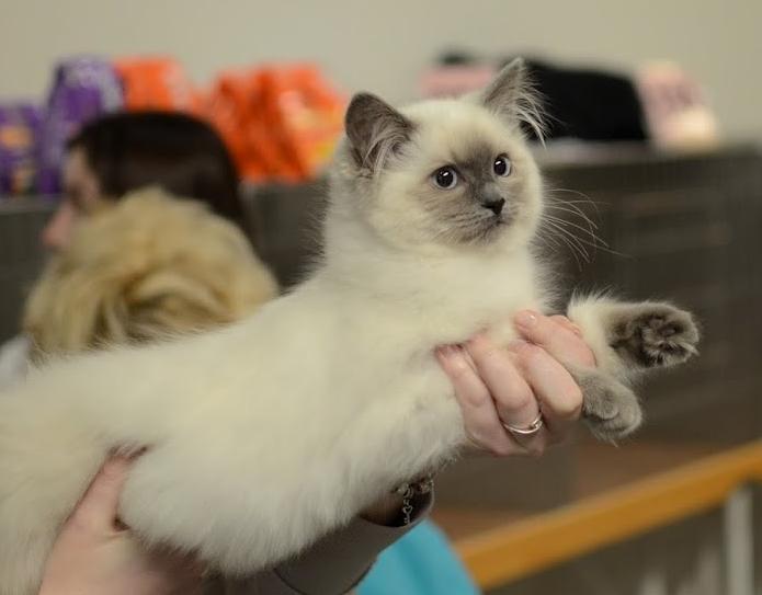 Ragdoll DK Big-Bang BigChrunch Yulla - Billede fra vores udstilling i Fredericia hvor jeg viser hende frem for dommeren. billede 7