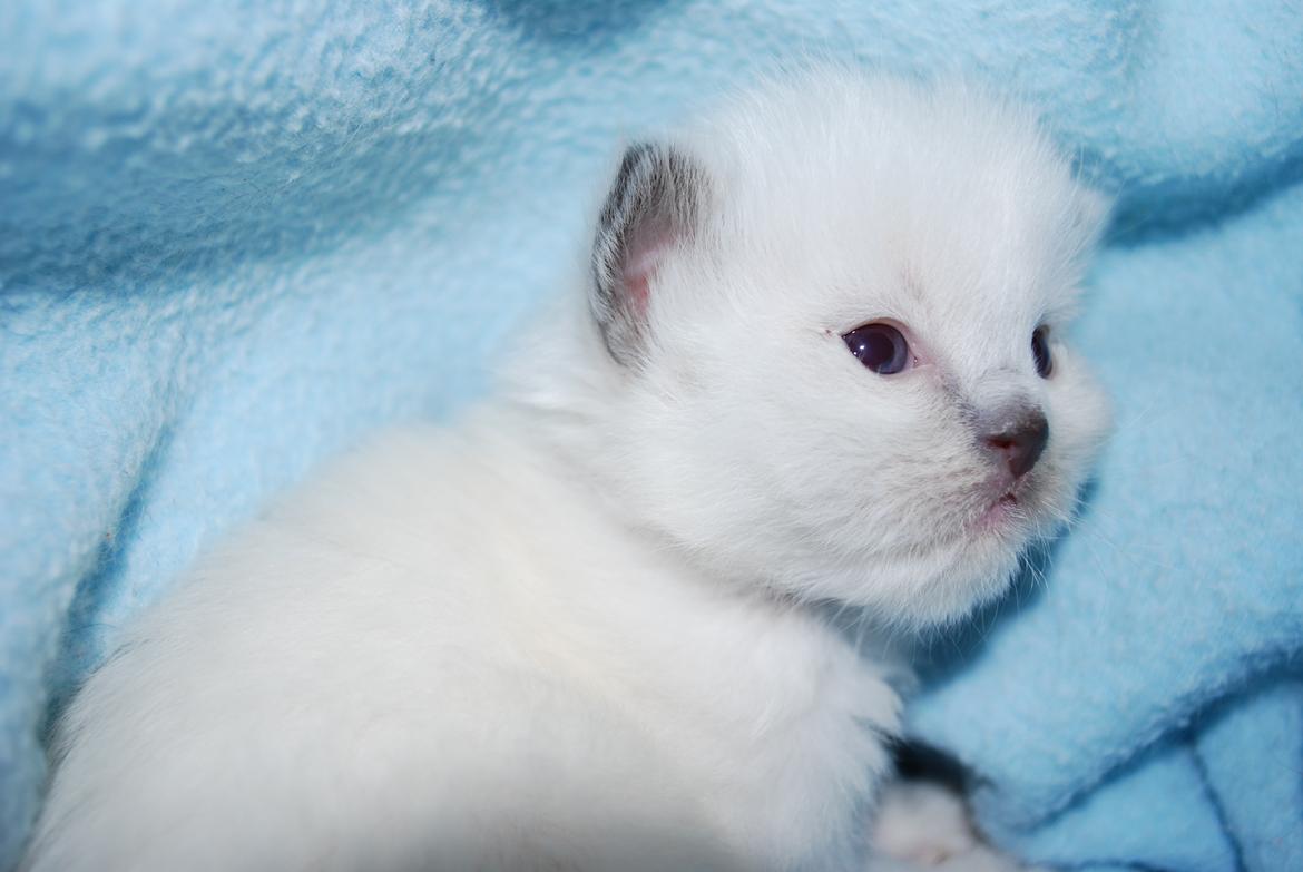 Ragdoll DK Big-Bang BigChrunch Yulla - Dette billede tog jeg første gang jeg besøgte Yulla, hun er på billedet 3 uger gammel og allerede super nuser :) billede 8