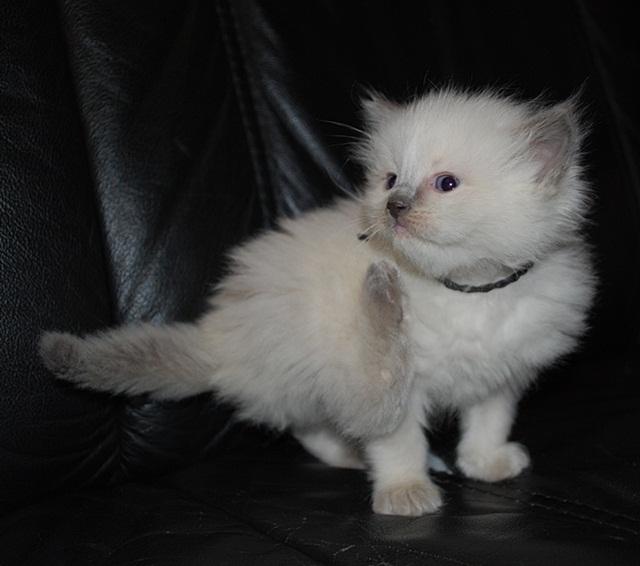 Ragdoll DK Big-Bang BigChrunch Yulla - Dette billede tog jeg anden gang jeg besægte Yulla, 6. januar 2012. Hun synes lige at hendes snor kløede lidt :) billede 9